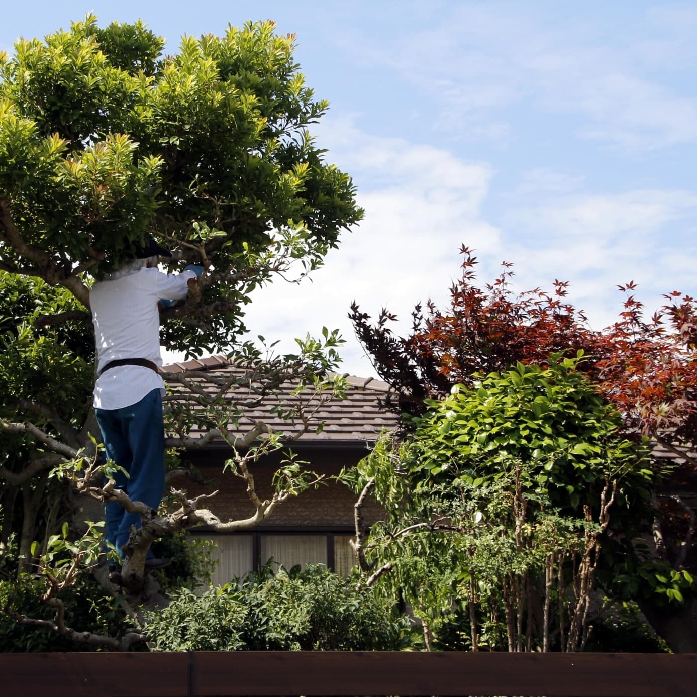 庭木伐採 豊田市 | 豊田市で庭木伐採ならお庭の窓口豊田市