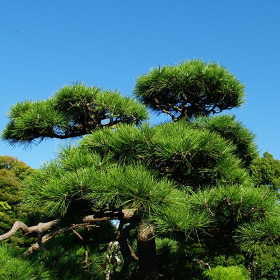 松の木剪定・伐採 豊田市 | 豊田市で松の木剪定・伐採ならお庭の窓口豊田市