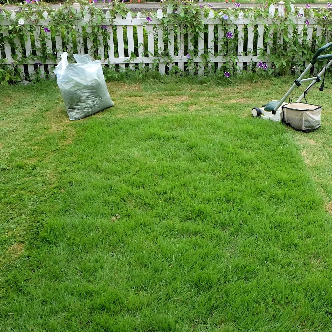 芝生の手入れ 豊田市 | 豊田市で芝生の手入れならお庭の窓口豊田市