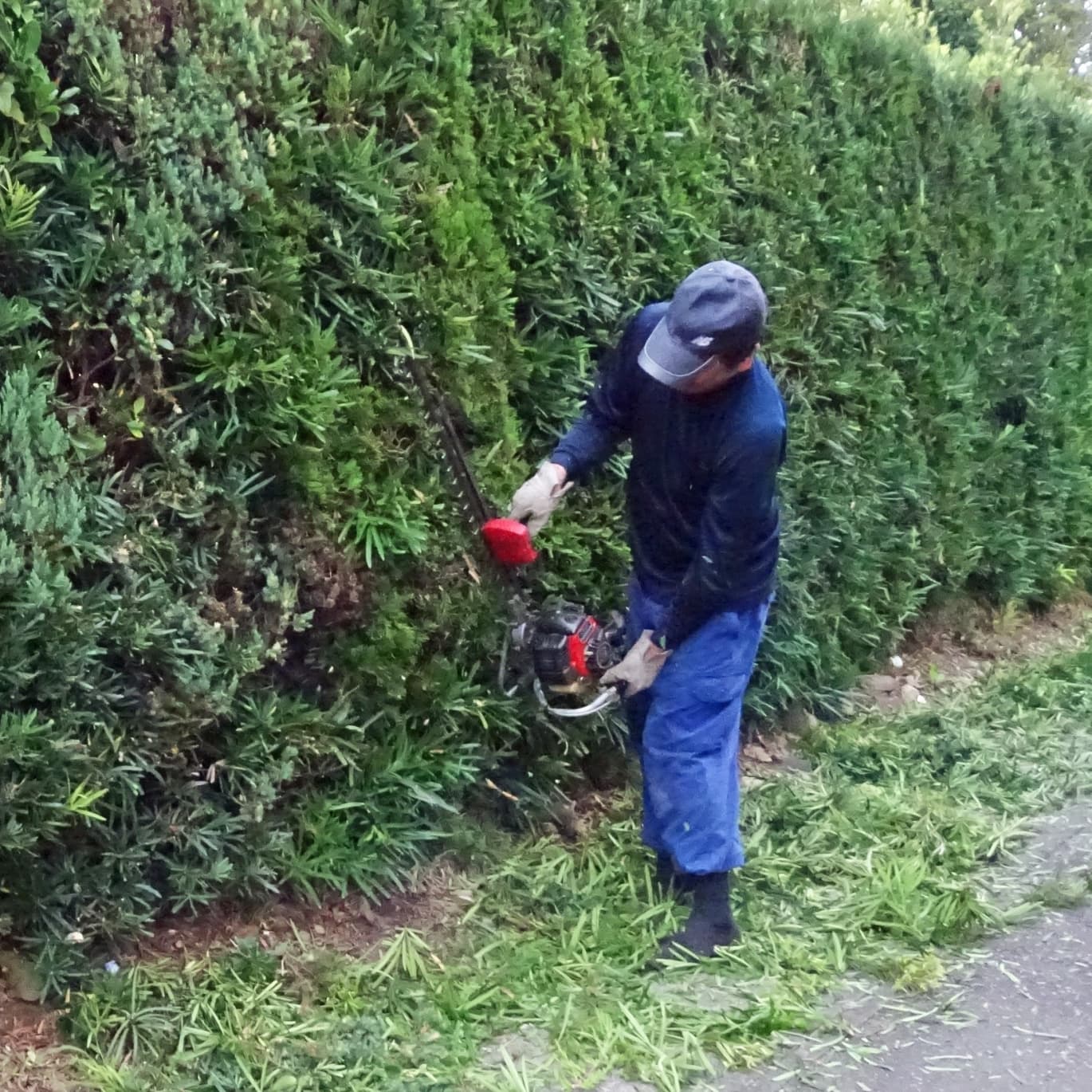 生垣剪定 豊田市 | 豊田市で生垣剪定ならお庭の窓口豊田市