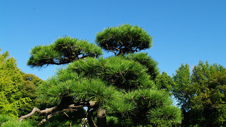 工事完成 | 豊田市で庭木の剪定・伐採ならお庭の窓口豊田市