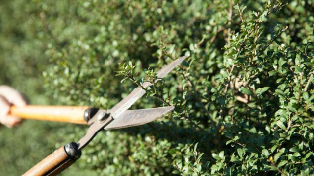 庭木剪定 豊田市 | 豊田市で庭木剪定ならお庭の窓口豊田市