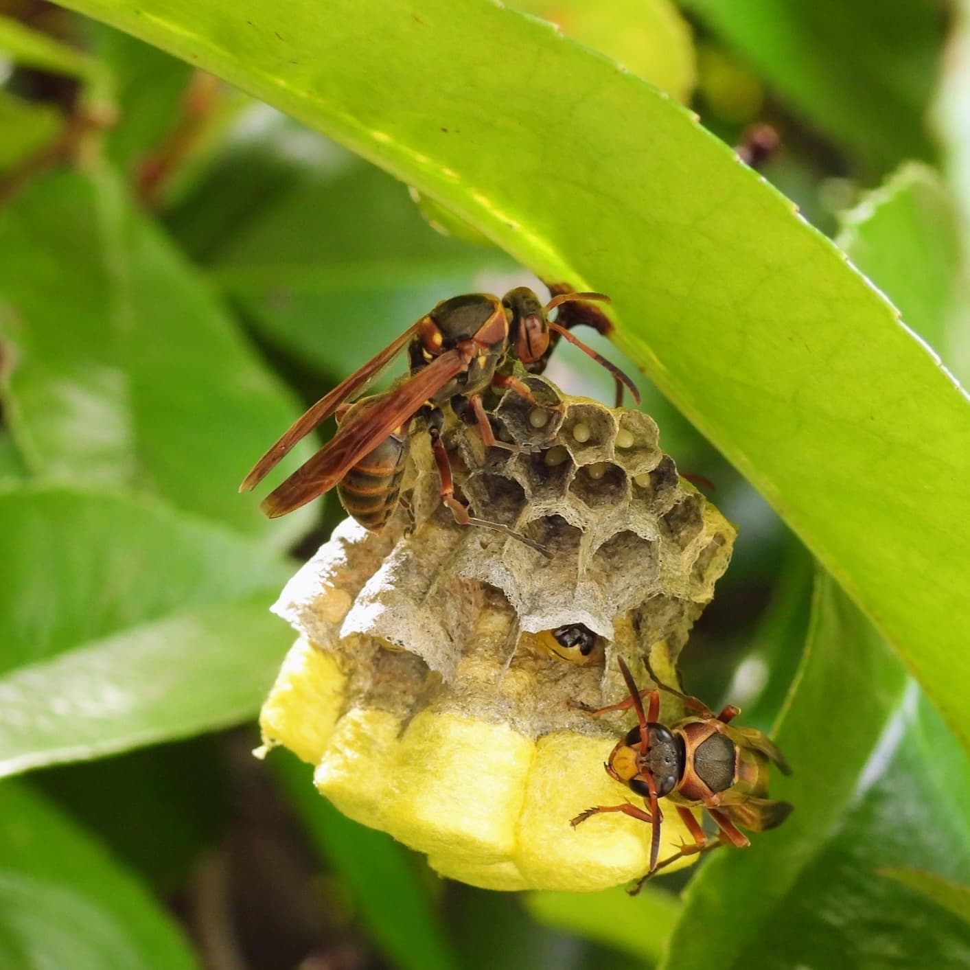 蜂の巣駆除 豊田市 | 豊田市で蜂の巣駆除ならお庭の窓口豊田市