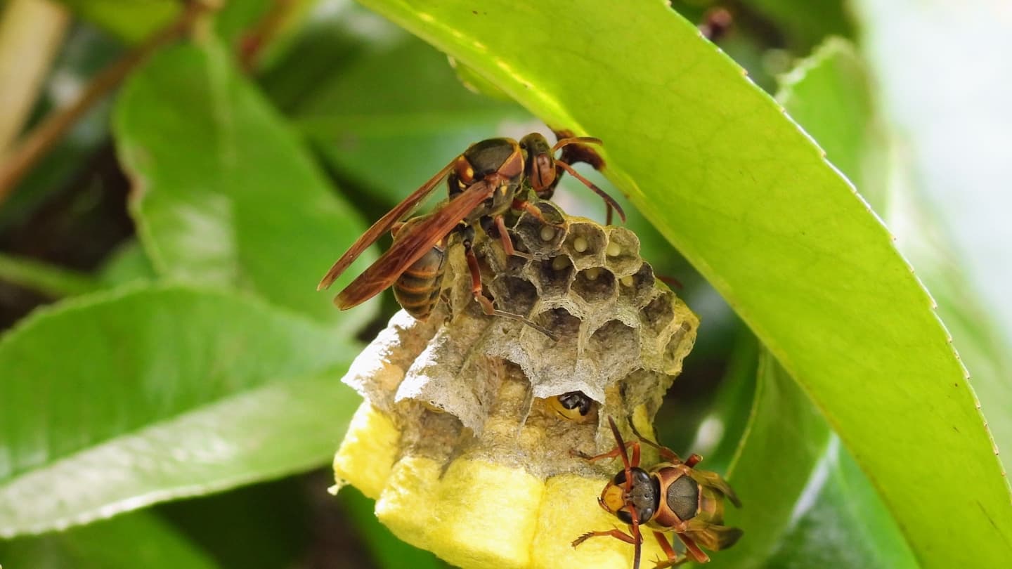 蜂の巣駆除 豊田市 | 豊田市で蜂の巣駆除ならお庭の窓口豊田市